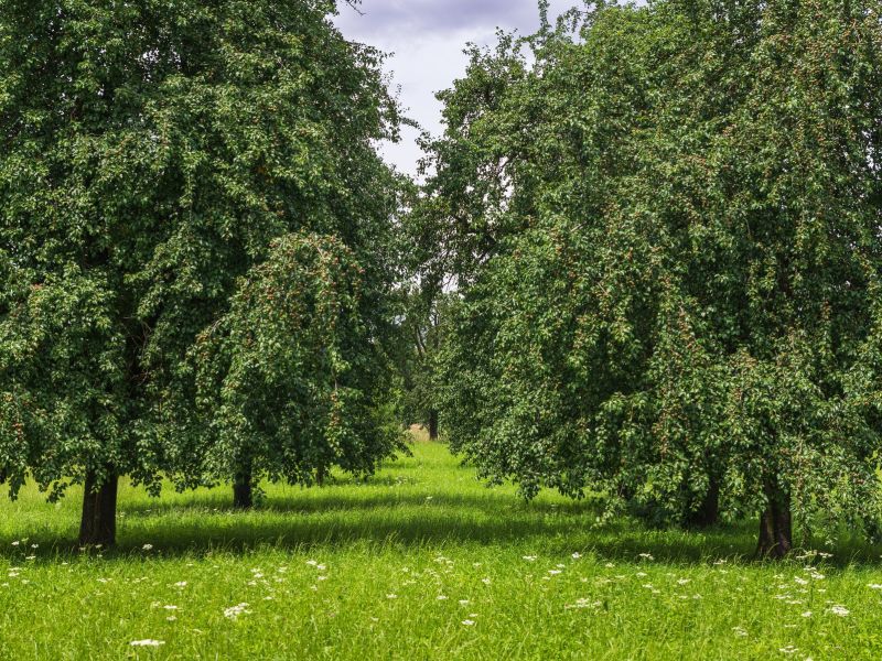 Mächtige Birnenbäume.jpg